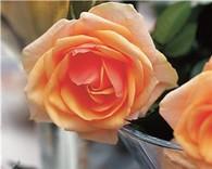 Kübelpflanzung, gute Blattgesundheit Rosa 'Olympic'-Raufrecht buschig, großblütig,