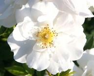 weiß 30-50 cm weiß weiß gelb apricot apricot-rosa BODENDECKENDE ROSEN Rosa