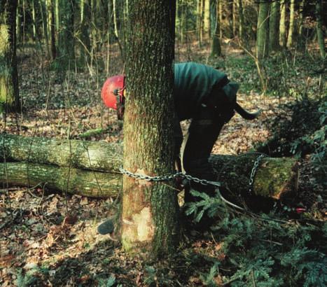Die Eiche in der Forstwirtschaft Im Eichwald ist jeder fünfte Baum eine Eiche. Dies ist keine Selbstverständlichkeit, denn das Schweizer Mittelland ist von Natur aus das Reich der Buche.