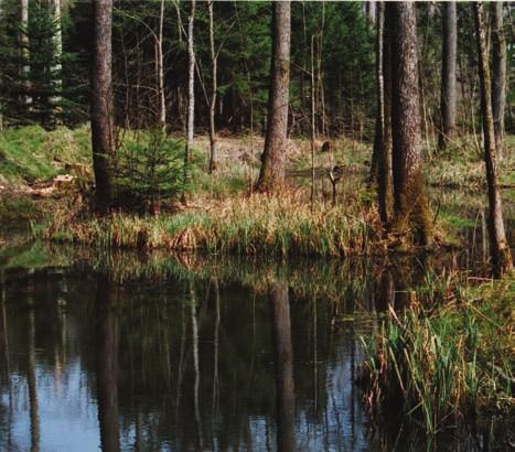 Feuchtbiotop Hagedornen Stehende Kleingewässer gehören zu den besonders reichhaltigen Lebensräumen.