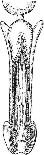 paariges Ligamentum fundiforme penis (Luschka) Ligamentum suspensorium penis Abb.