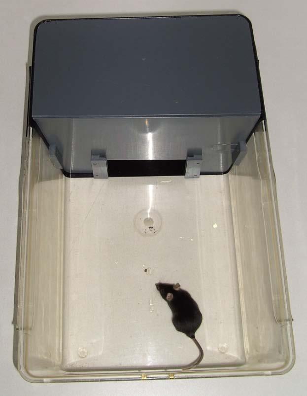 Serotonin-Transporter (5-HTT) - Knockout Mäuse: Untersuchung der Ängstlichkeit Dark-Light-Test Latency to enter the light compartment [s] 400 300 200 100 0