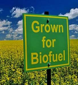 Bio-Kraftstoffe, Fasern