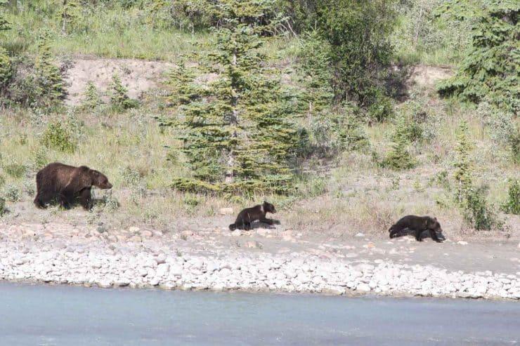 Schwarzbärin mit zwei Kindern, Jasper National Park, Fotograf: Miriam Hülser Was Menschen über Bären wissen müssen Im Allgemeinen meidet der Bär die Menschen.