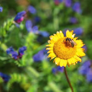 Treten Schädlinge an Ihren Pflanzen auf, kommen in der Natur nach kurzer Zeit nützliche Insekten wie die