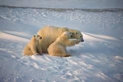 Polarfüchse und Rentiere lassen sich gut beobachten und auch Bartrobben und die riesigen Walrosse sind in den letzten Jahren wieder häufig anzutreffen.