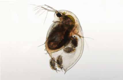 11-13 11 bis 13 13 bis 15 M ir Plankton Méindes, de 4. August 2014 fësche Plankton (Algen a Mikro- Béischten) an engem Weier dee mir duerno ënner de Mikroskopen ënnersichen.