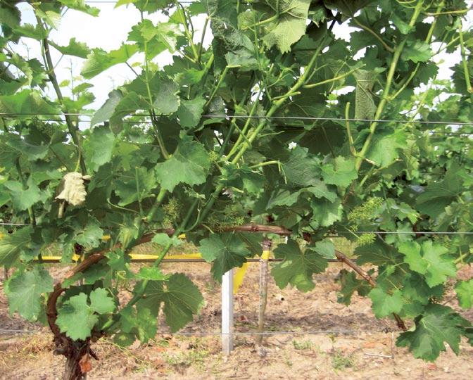 Frühzeitige Teilentblätterung der Traubenzone trägt zur Gesundheit der Trauben bei und erhält die grün-vegetativen Leitaromen des Sauvignon blancs.