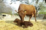 Rinder Besuche die Kühe im Oberlausitzer Bauernhof und die Yaks im Tibetdorf. Was fressen diese Tiere im Naturschutz-Tierpark Görlitz?