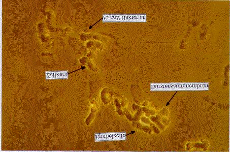 Ergebnisse 29 Abbildung 4: 1000fach vergrößerte Darmepithelzellen eines Tieres ohne Escherichia coli-f18-rezeptor im Phasenkontrast Die sich dabei ergebende Verteilung aller Proben entsprechend ihrer