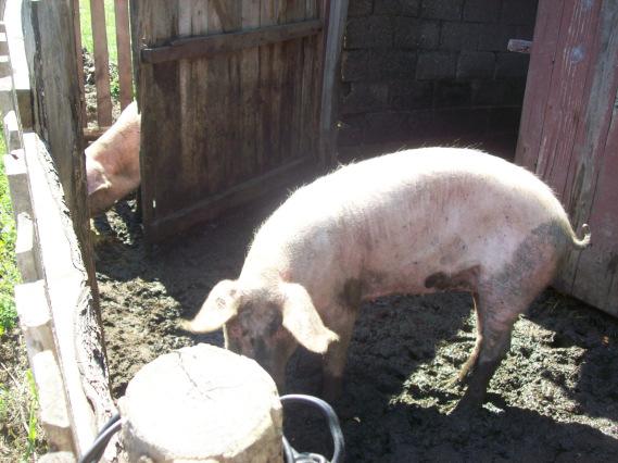Vielerorts halten sich die Leute hier auf dem Lande noch Schweine für Hausschlachtungen, aber ganz selten sieht man, dass die Tiere auch ins Freie dürfen.