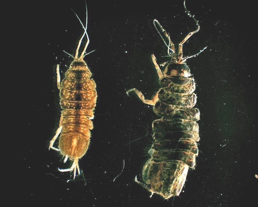 Proasellus coxalis (DOLLFUS, 1892) (Crustacea, Isopoda) Vergleich zwischen Proasellus coxalis (links) und Asellus aquaticus (rechts) ( Foto: Thierry Vercauteren) Deutscher Name: kein etablierter