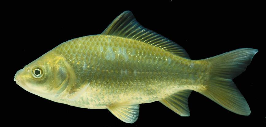 Carassius auratus (LINNAEUS, 1758) (Pisces, Actinopterygii, Cyprinidae) Foto: Jörg Freyhof Deutscher Name: Goldfisch Herkunft: China, Asien Verbreitungsmechanismen: Besatz, Zierfisch Artmerkmale: