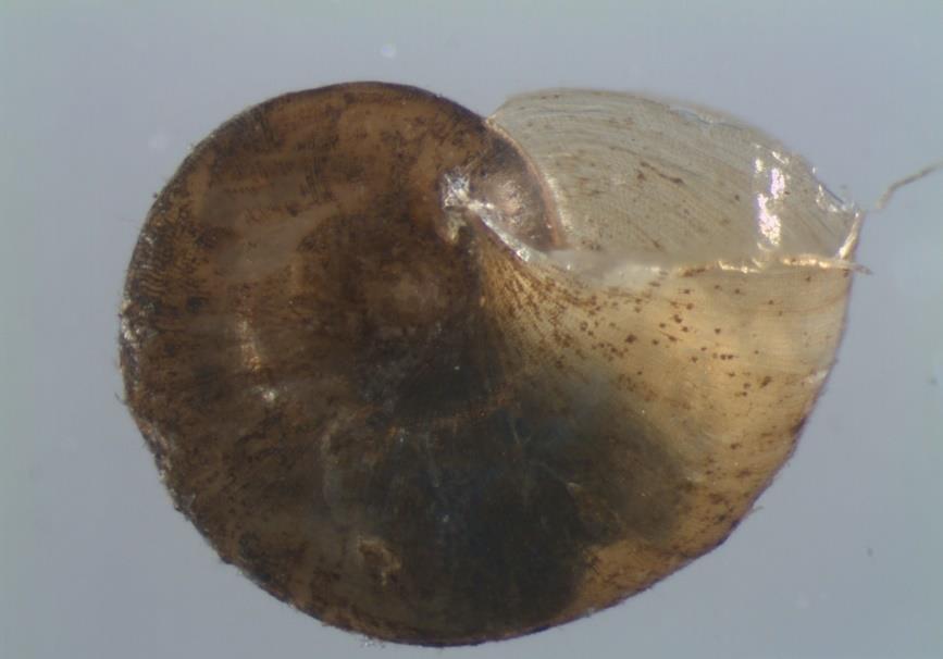 Menetus dilatatus (GOLUD, 1841) (Mollusca, Gastropoda, Planorbidae) Foto: David Tempelman Foto: Karsten Grabow Deutscher Name: Amerikanisches Zwerg-Posthörnchen Herkunft: