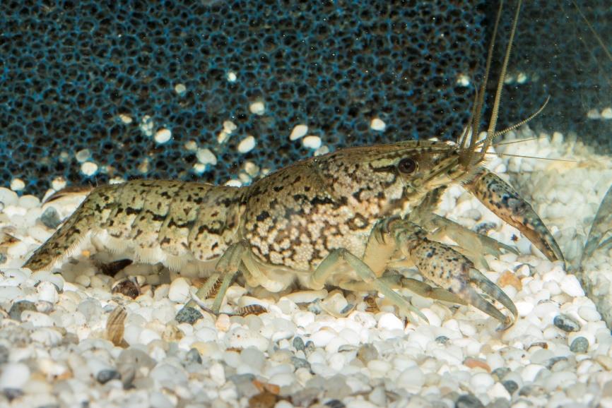 Procambarus fallax forma virginalis MARTIN et al.