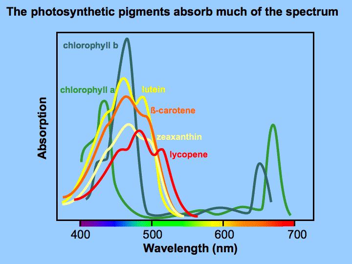 Lichtabsorption von Pflanzen bedingt durch Chloroplasten-Pigmente (Chlorophylle,