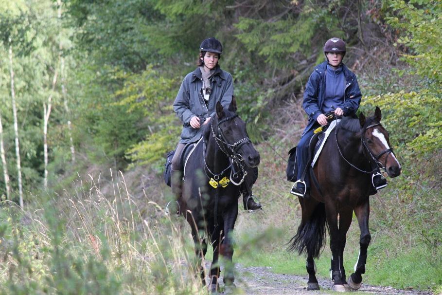 Das Pferd im Tourismus Wichtigste Kriterien* für Reiturlaub sind: Schöne Landschaft Gutes Reitwegenetz Qualitativer Reitbetrieb Bei den