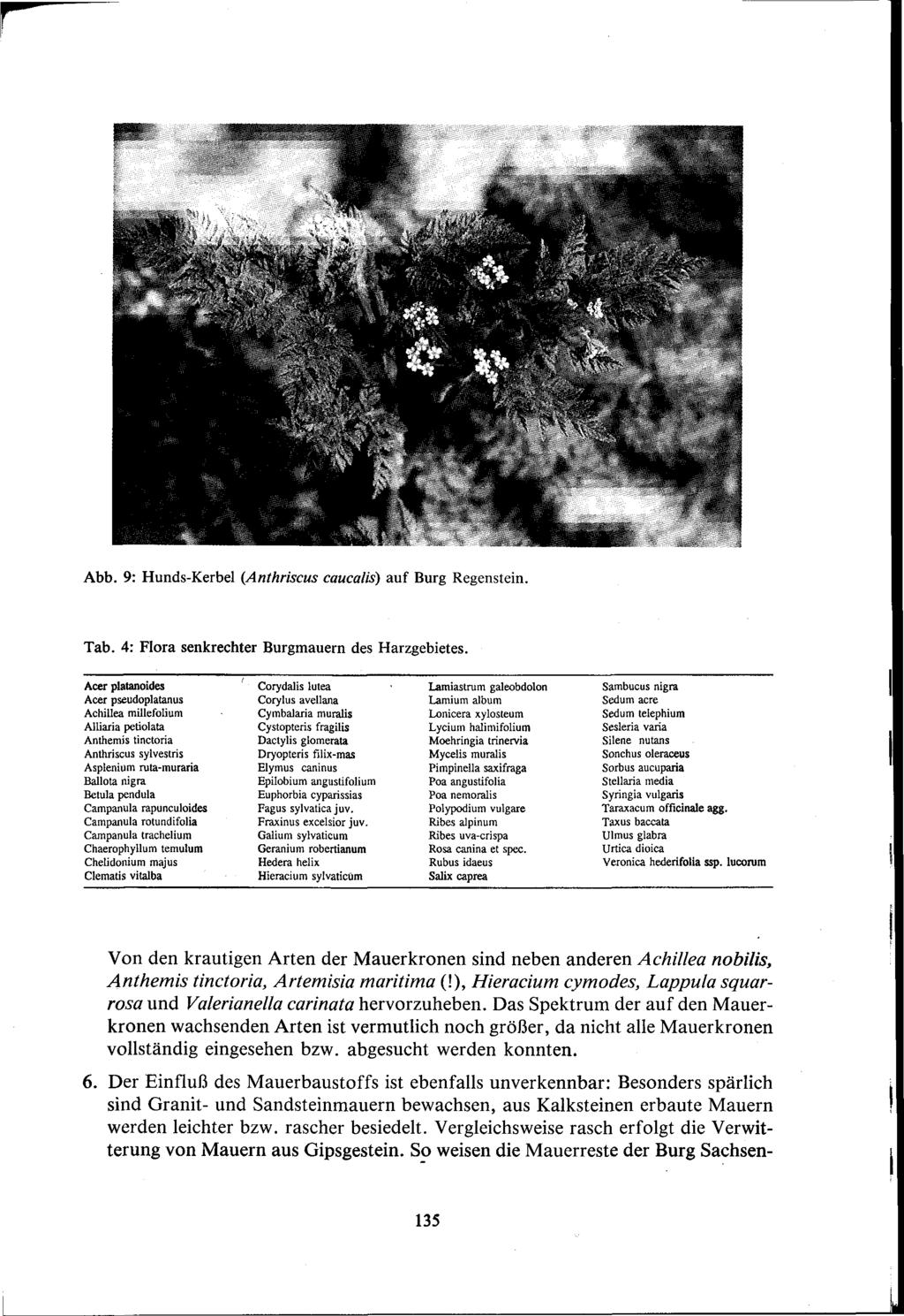 Abb. 9: Hunds-Kerbel (Anthriscus caucalis) auf Burg Regenstein. Tab. 4: Flora senkrechter Burgmauern des Harzgebietes.
