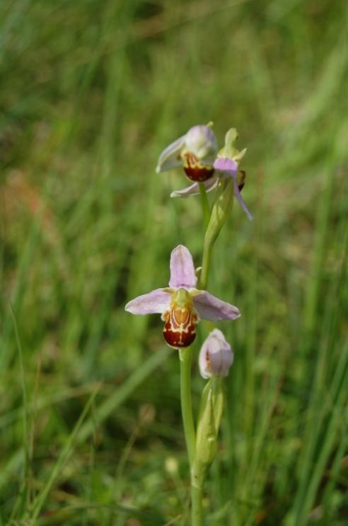 Bienenragwurz / Ophrys apifera (erstmals 2013, aber nur 1 Pflanze) 2014