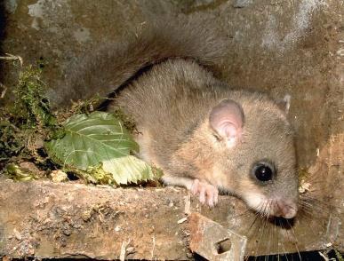 biologischen Vielfalt Einfluss des