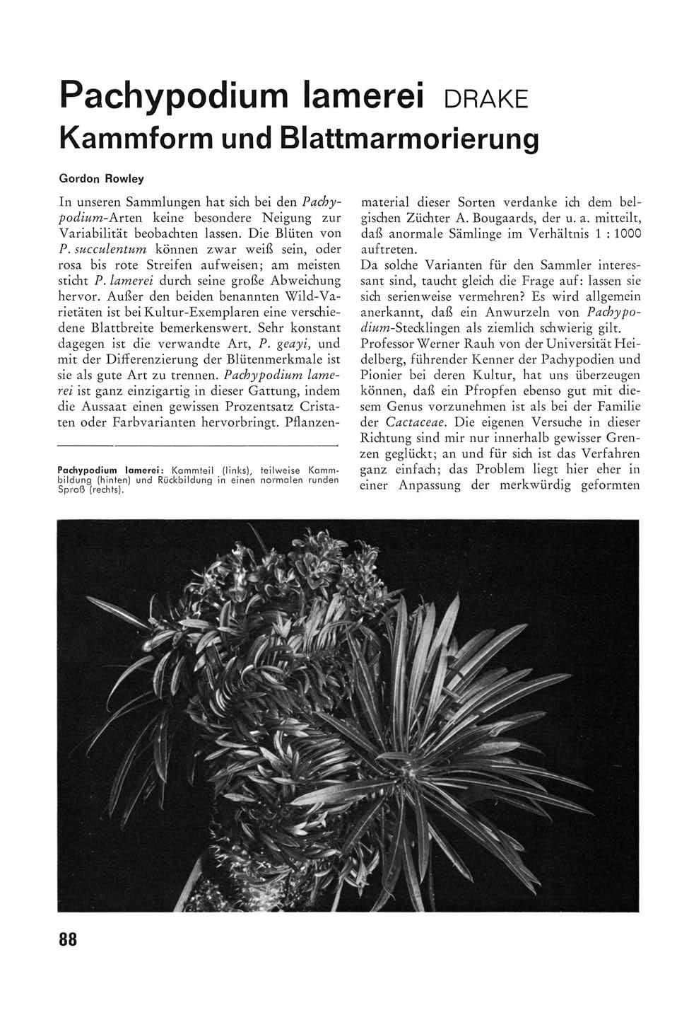 Pachypodium lamerei DRAKE Kammform und Blattmarmorierung Gordon Rowley In unseren Sammlungen hat sich bei den Pachypodium-Arten keine besondere Neigung zur Variabilität beobachten lassen.