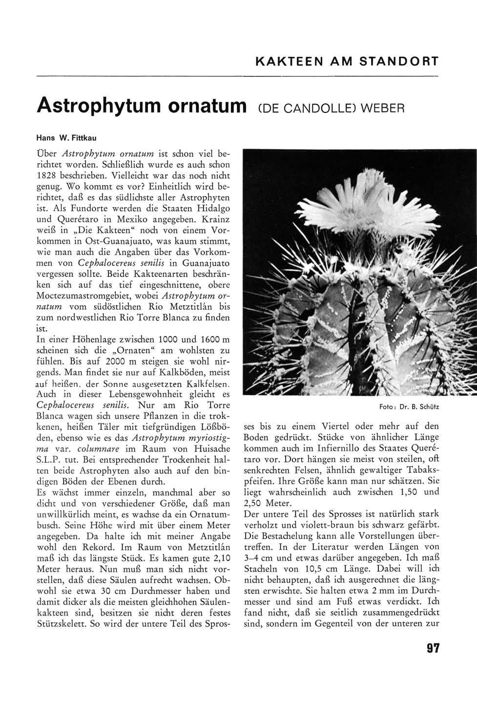 KAKTEEN AM STANDORT Astrophytum ornatum (DE CANDOLLE) WEBER Hans W. Fittkau Über Astrophytum ornatum ist schon viel berichtet worden. Schließlich wurde es auch schon 1828 beschrieben.