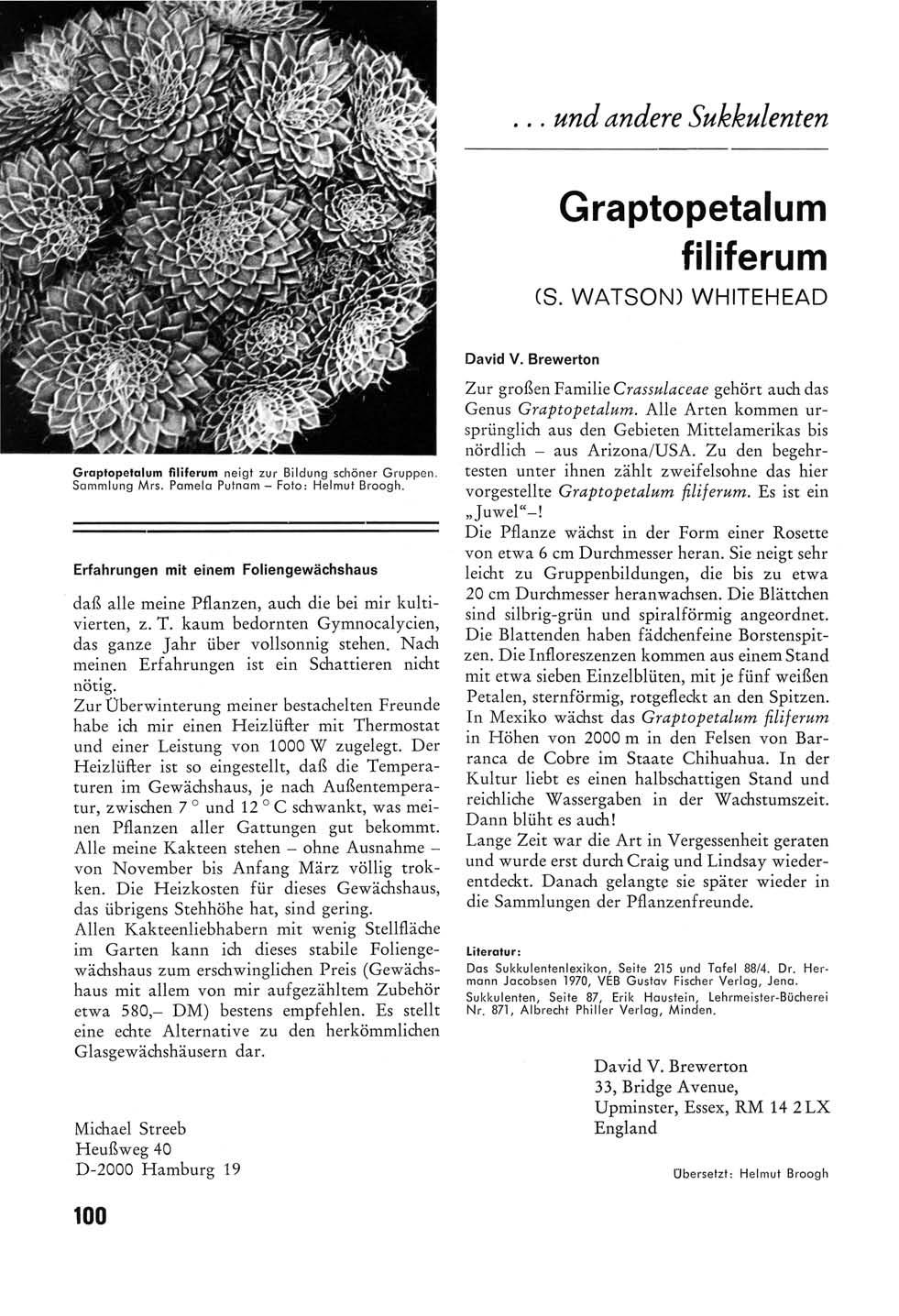 ... und andere Sukkulenten Graptopetalum filiferum (S. WATSON) WHITEHEAD Graptopetalum filiferum neigt zur Bildung schöner Gruppen. Sammlung Mrs. Pamela Putnam - Foto: Helmut Broogh.