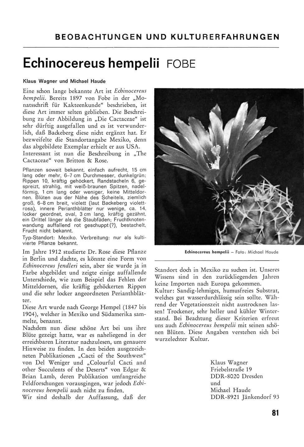BEOBACHTUNGEN UND KULTURERFAHRUNGEN Echinocereus hempelii FOBE Klaus Wagner und Michael Haude Eine schon lange bekannte Art ist Echinocereus hempelii.