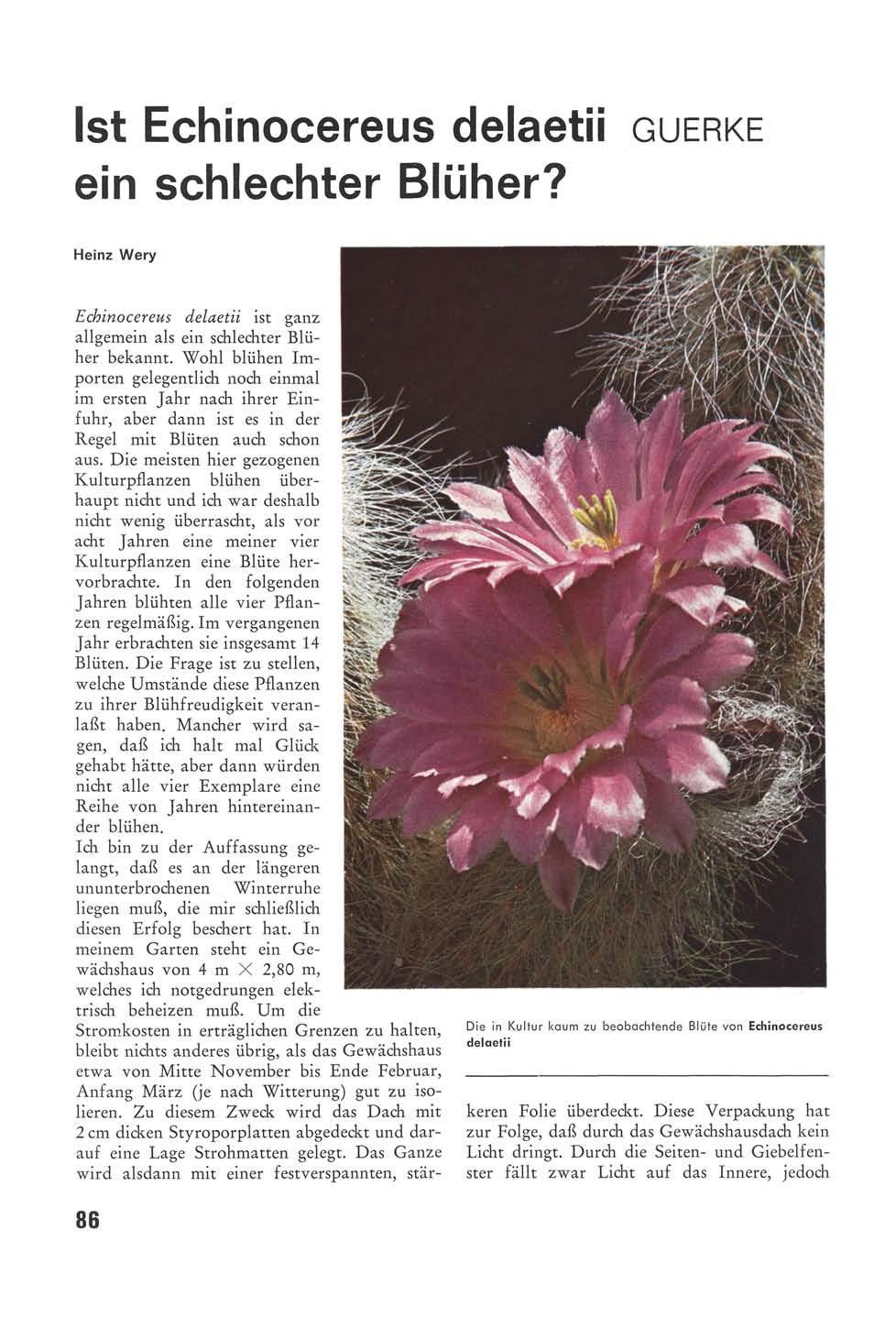 Ist Echinocereus delaetii GUERKE ein schlechter Blüher? Heinz Wery Echinocereus delaetii ist ganz allgemein als ein schlechter Blüher bekannt.