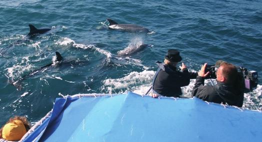 Bild 1 Für viel Betrieb sorgten 3 unterschiedliche Kamerateams: Es besuchte uns eine große Crew des MDR mit der alten Dame Ilse, die bei firmm die Wale und Delfine in der Straße von Gibraltar kennen