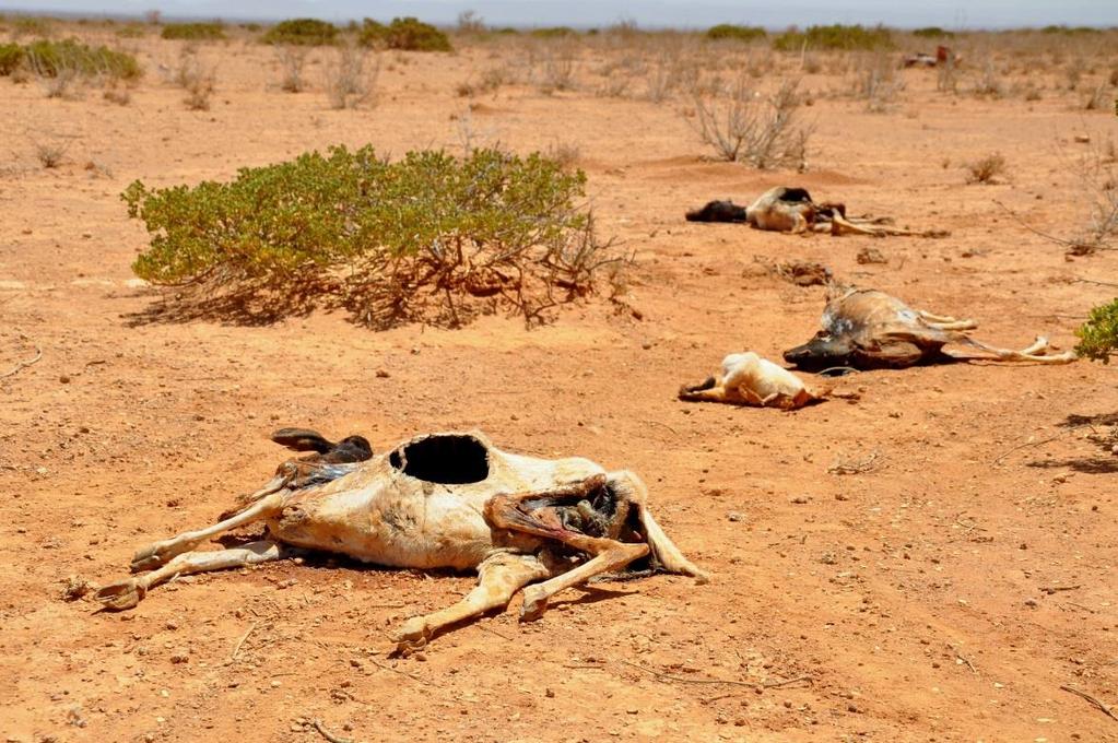 Die Dürre in Somalia 2010/2011 starke Dürre großer Teil der Bevölkerung im Süden Somalias von Wassermangel betroffen Region außerdem Schauplatz jahrzehntelanger bürgerkriegsähnlicher Zustände starke