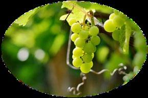 die natürliche Kraft der Weintraube