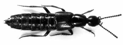 2013 Käfer des Naturschutzgebiets «Petite Camargue Alsacienne» 97 4.2.3 Für das Elsass neu nachgewiesene Arten Die PCA wurde bislang noch nicht auf Staphylinidae untersucht.