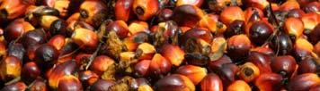 Palmöl aus Südostasien UNO: bis