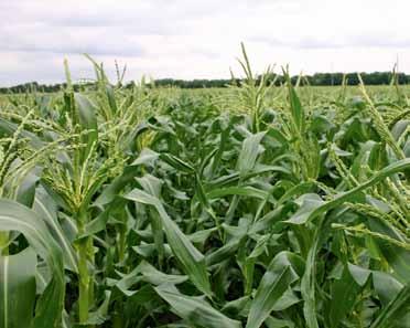 2014 waren die Maisbestände stark mit Fusarium befallen. Die Situation im aktuellen Jahr ist noch nicht abschätzbar.