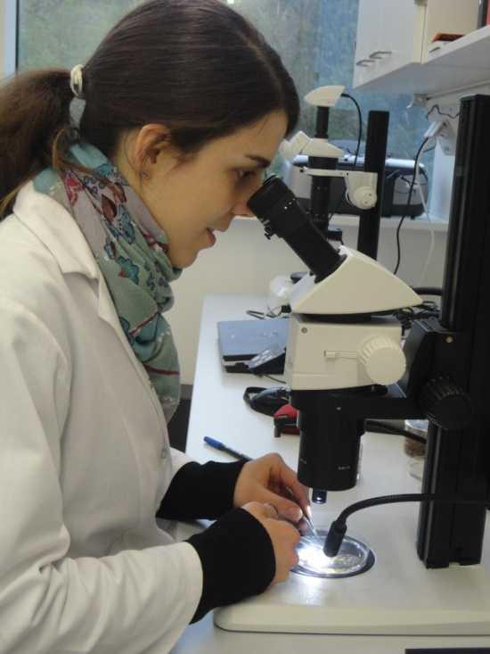 Mikroskopische Untersuchung der Mykorrhiza Bestimmung
