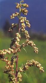 128 Zwander: Der Pollenflug im Klagenfurter Becken Abb. 22: Beifuß (Artemisia vulgaris). Foto: H.