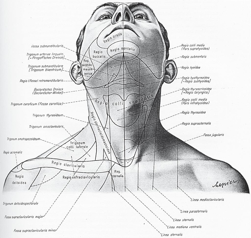 Abbildung 1: Halsgrenzen- und