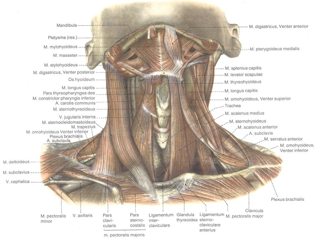 M. scalenus posterior M. scalenus minimus (In rudimentärer Form ist dieser inkonstante Muskel nur als fibröser Streifen ausgebildet und wird, wenn er zur Pleurakuppel zieht, als Lig.
