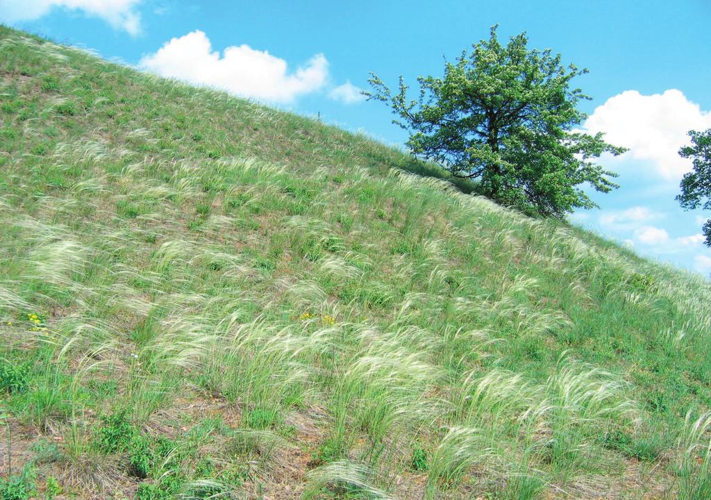 Lebensraumtyp 6240* 76 NATURSCHUTZ UND LANDSCHAFTSPFLEGE IN BRANDENBURG 23 (3, 4) 2014 6240* Subpannonische Steen-Trockenrasen EU Interpretation Manual 2007: Sub-Pannonic steic grasslands