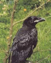 Aaskrähe (Corvus corone) Seit wird die Aaskrähe in den Referenzgebieten erfasst. Im Jahr wurden Ergebnisse aus knapp Referenzgebieten ausgewertet.