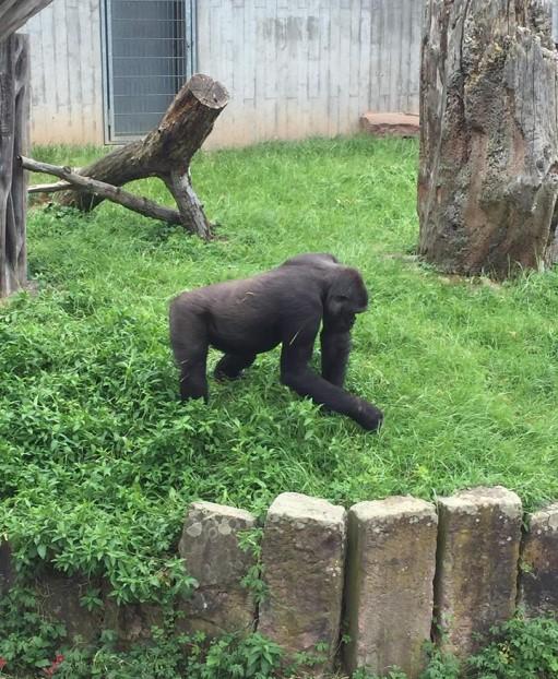 Gorillas sind eine Primatengattung aus der Familie der Menschenaffen.