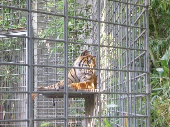 Tiger (Panthera tigris) Der Tiger ist eine in Asien verbreitete Großkatze.
