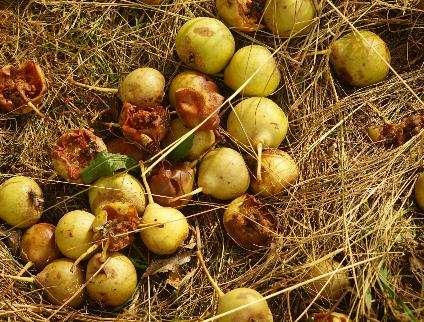 Höhlenreiche Obstbäume müssen nicht perfekt gepflegt sein Es ist nicht schlimm, wenn das Obst (derzeit) keine