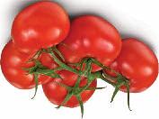 DIE KLASSISCHEN SORTEN RISPENTOMATEN Ganzjährig verfügbar RISPENTOMATEN Tomaten Sorte mit perfekten Früchten, robusten Rispen, konstanter Qualität Hohe Anforderung des
