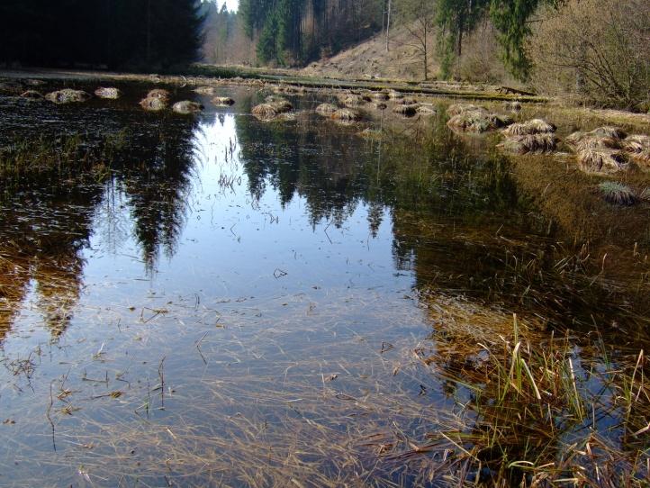 2 Amphibienwanderung im Bereich Teufelsgraben 2 a Massive Veränderungen der Laichgewässer Im Bereich Teufelsgraben südlich der St 2073 existierten bisher zwei große Laichgewässer, die vom Hackenbach