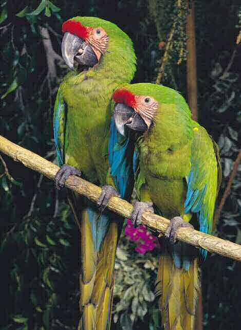 LPF und Papageienschutz LORO PARQUE