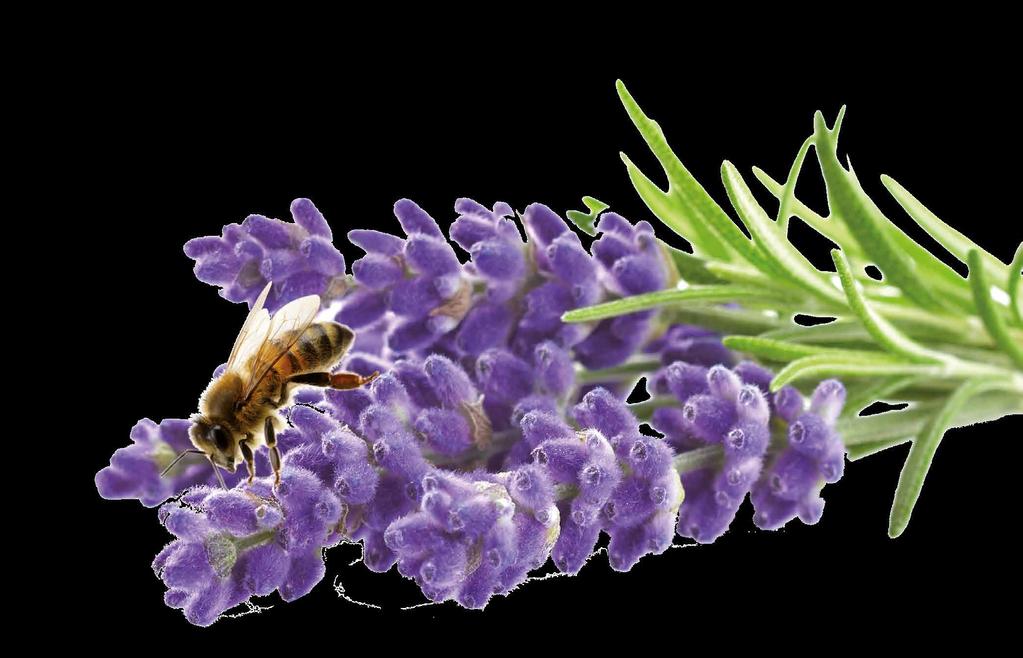 Bienen-Lavendel 2+1