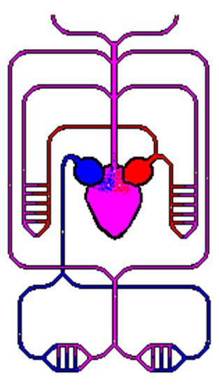 Das sauerstoffarme Blut aus dem Körper gelangt über eine Vor- in eine Hauptkammer, eine dazwischen liegende Klappe verhindert den Rückfluss.