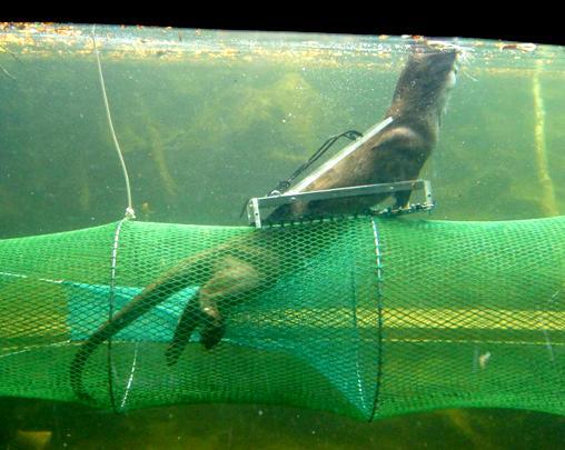 Versucht der Otter zu entfliehen, stößt er die